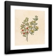 thumbnail image 1 of Clemenz Heinrich Wehdemann 20x24 Black Modern Framed Museum Art Print Titled - Octandria Monog. (Pappea Capensis) (1817), 1 of 5