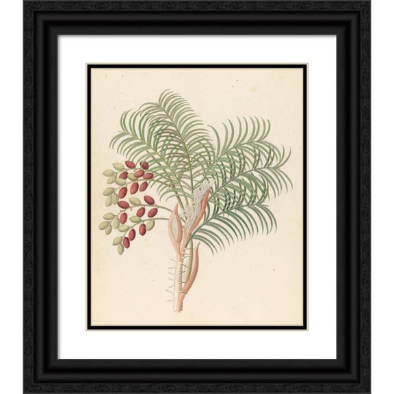 Clemenz Heinrich Wehdemann 20x24 Black Ornate Framed Double Matted Museum Art Print Titled: Phoenix (Phoenix Reclinata) (1817)