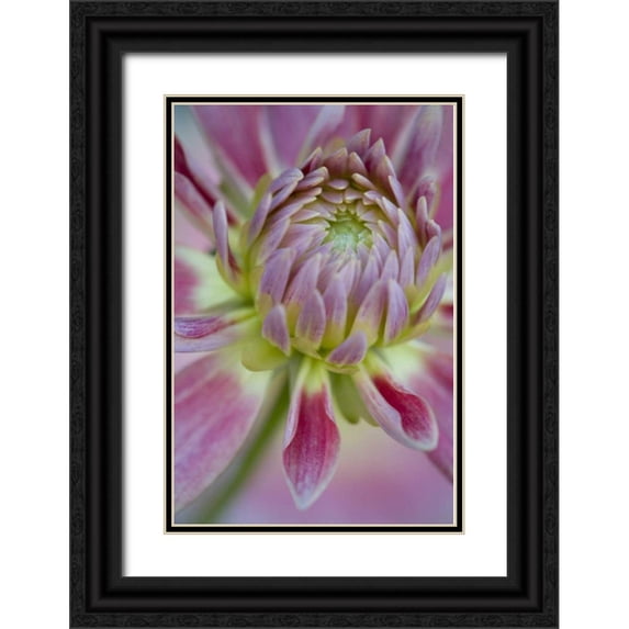 Clemons, Kathleen 11x14 Black Ornate Wood Framed with Double Matting Museum Art Print Titled - Maine, Harpswell Close-up of pink dahlia flower
