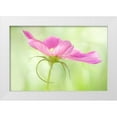 thumbnail image 1 of Clemons, Kathleen 18x13 White Modern Wood Framed Museum Art Print Titled - USA, Maine, Harpswell Close-up of a pink cosmos, 1 of 4