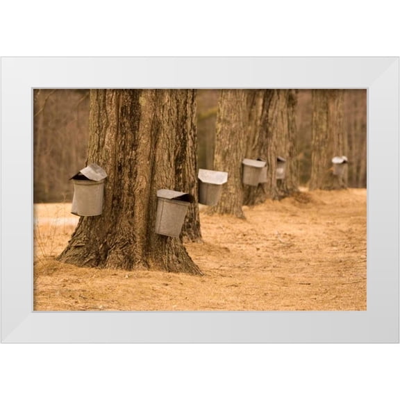Clemons, Kathleen 24x17 White Modern Wood Framed Museum Art Print Titled - Maine, Harpswell Tapping maple trees