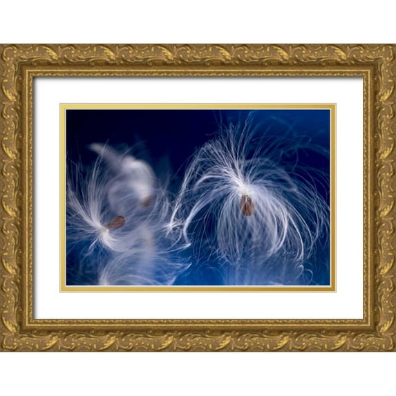 Clemons, Kathleen 32x23 Gold Ornate Wood Framed with Double Matting Museum Art Print Titled - Maine, Harpswell Milkweed seeds on a mirror