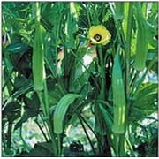 Clemson Okra Seeds - 500 Count Seed Pack - Non GMO - High yields of spineless, Tender Ribbed pods with Excellent Flavor.