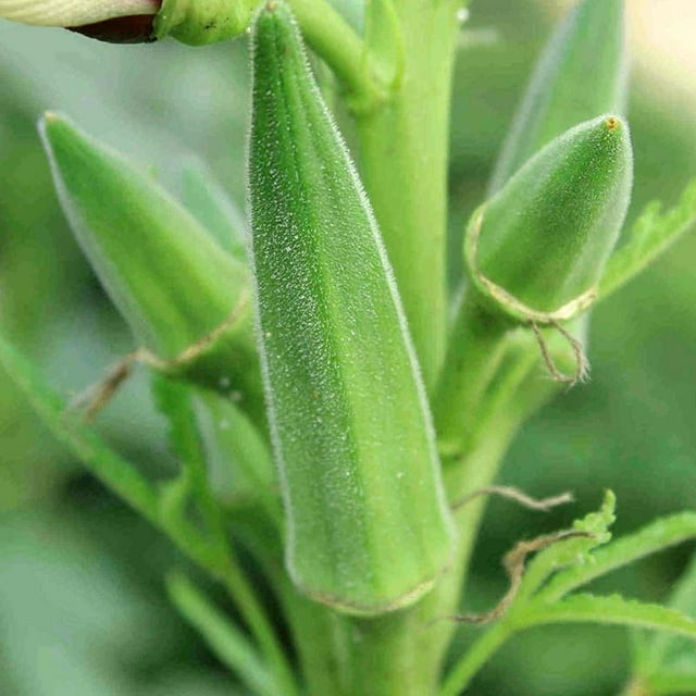 Clemson Spineless Okra Seeds, NONGMO, Gumbo, Lady's Fingers, Gombo