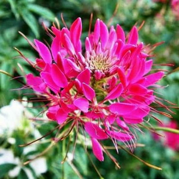Cleome CHERRY QUEEN 200 Seeds - Mother Nature's Seeds - Wildflower Seeds - Flower Seeds for Planting - Non-GMO