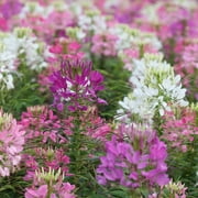 Cleome Flower Garden Seeds - Queen Mix - 1000 Seeds - Annual Flower Gardening Seeds - Cleome hasslerana