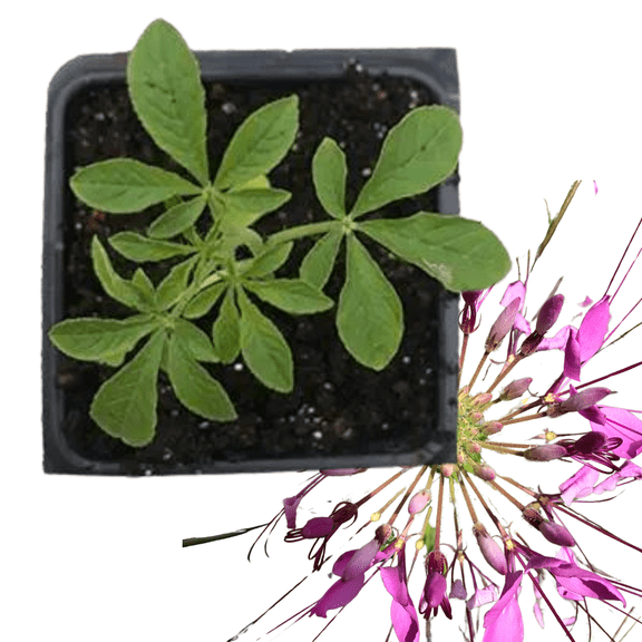 Cleome Live Plant (Cleome hassleriana) 2.5 inch Pot - Spider Flower, Spider Plant, Pink Queen, Grandfather's Whiskers Plant