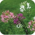 thumbnail image 1 of Cleome Queens Mixed Also Known As Spider Flower Nice Garden Flower 300 Seeds, 1 of 1