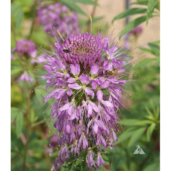 Cleome ROCKY MOUNTAIN BEEPLANT 200 Seeds - Mother Nature's Seeds - Wildflower Seeds - Flower Seeds for Planting - Non-GMO