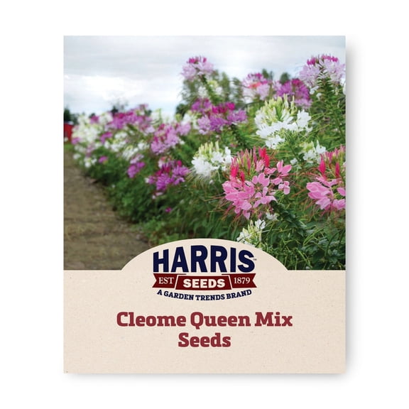 Harris Seeds Cleome Queen Mix, Tall Spider Flower Blend for Garden Borders, Non-GMO, 50 Count