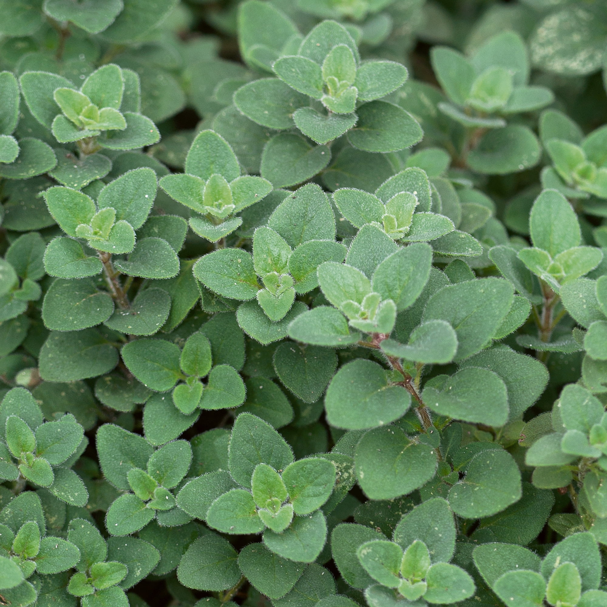 Cleopatra AAS Oregano 4 Oz ~96,000 Seeds – 2015 AAS Winner – Origanum ...