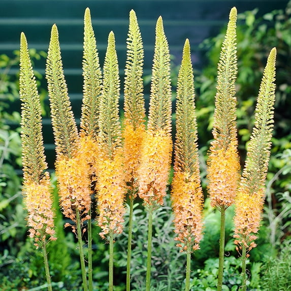 Cleopatra Orange Foxtail Lily Flower Bulbs - Attracts Butterflies and Hummingbirds - Good as Cut Flowers - Naturalizing - Perennializing - Easy to Grow Live Plants - Outdoor Garden