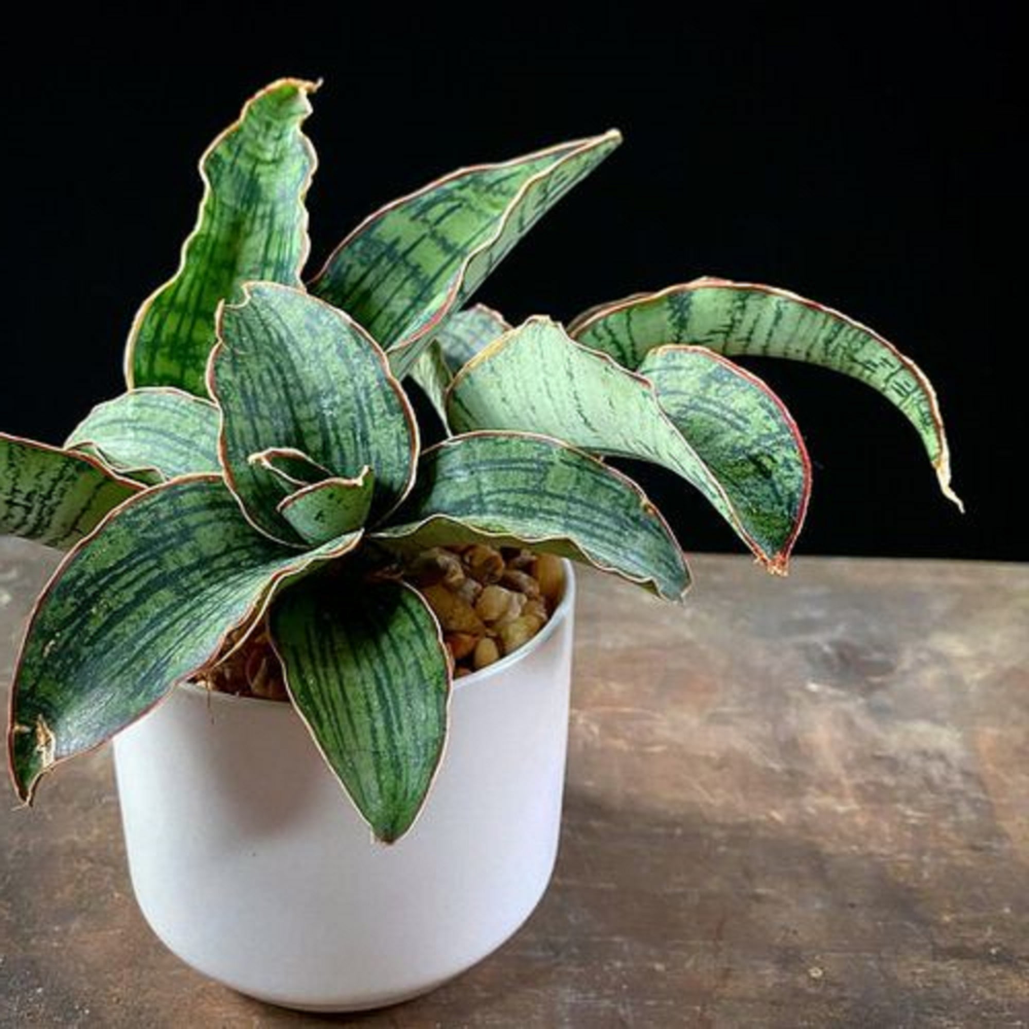 succulent silver dollar Crassula Arborescens 'Silver Dollar Jade'