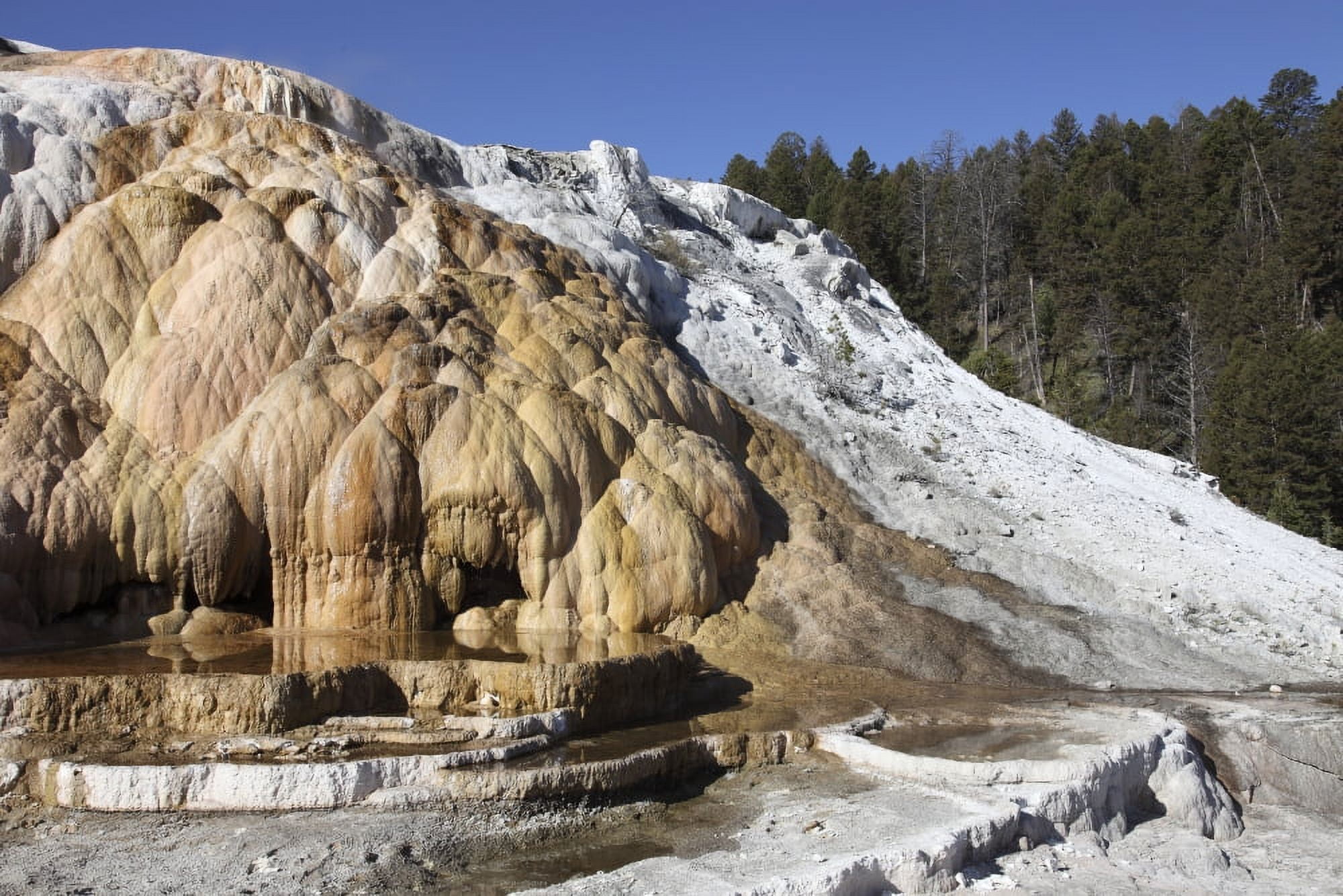 Cleopatra Terrace Mammoth Hot Springs geothermal area Yellowstone National Park Wyoming Canvas Art - Richard RoscoeStocktrek Images (35 x 23)