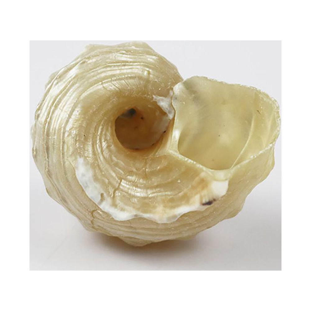 Clerance! Large Frog Snail Shells Conch Natural Seashell Beach T8X9