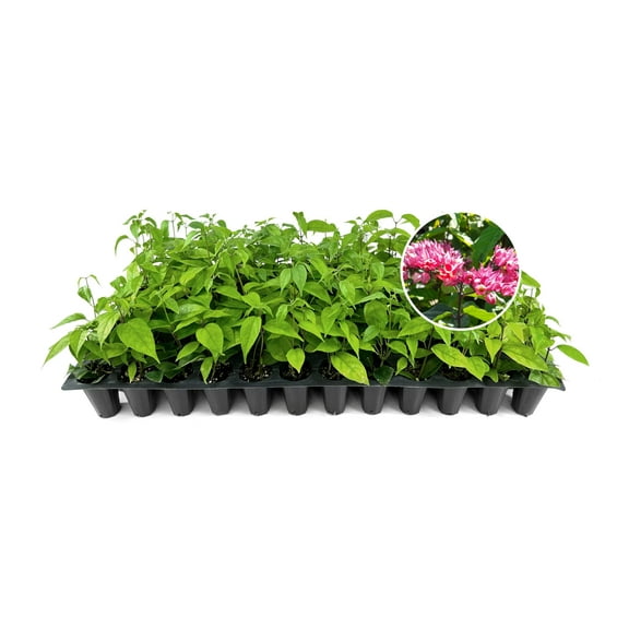 Clerodendrum Bleeding Heart Plants | 10 Live Seedlings | Clerodendrum thomsoniae | Red and White Flowering Vine | Shade-Loving Tropical Climber