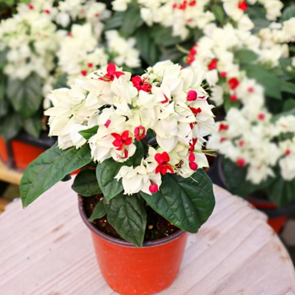 Clerodendrum Plants Live Well-Rooted for Outdoor Planting, White Red Clerodendrum Thomsoniae Bleeding Heart Tropical Live Plant, 5"-9" in Tall