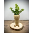 thumbnail image 1 of Clever Contraptions Carrot Succulent & Cactus Planter Pot – Small, 1 of 10
