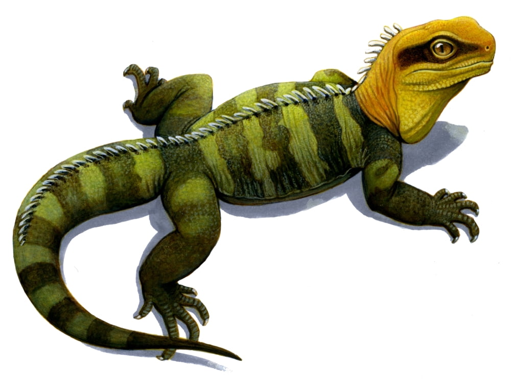 Clevosaurus a prehistoric reptile similar to the modern tuatara Canvas Art - H Kyoht LutermanStocktrek Images (32 x 24)