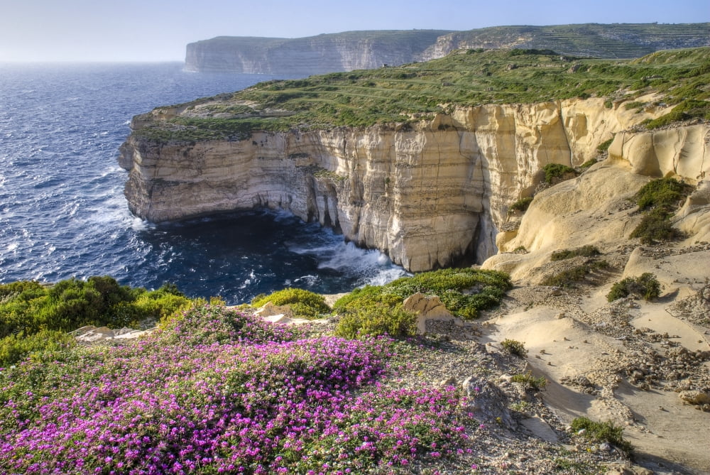 Cliffs Along Ocean With Wildflowers Canvas Art - Philippe Widling Design Pics (17 x 11)