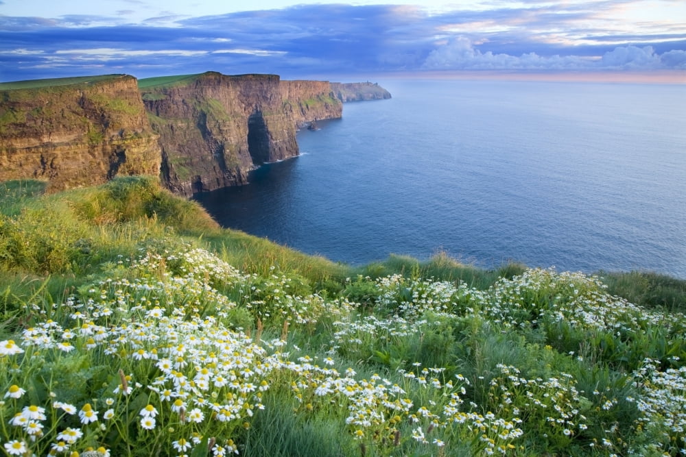 Cliffs Of Moher Co Clare Ireland Summer Daisies Growing In Abundance On The Cliff Top Canvas Art - Gareth McCormack Design Pics (18 x 12)