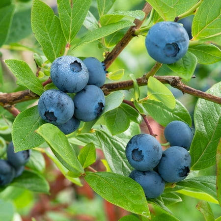 Expert Gardener Climax Rabbiteye Blueberry Bush (2.5 Gallon) Fruit-Bearing Deciduous Shrub - Live Outdoor Plant