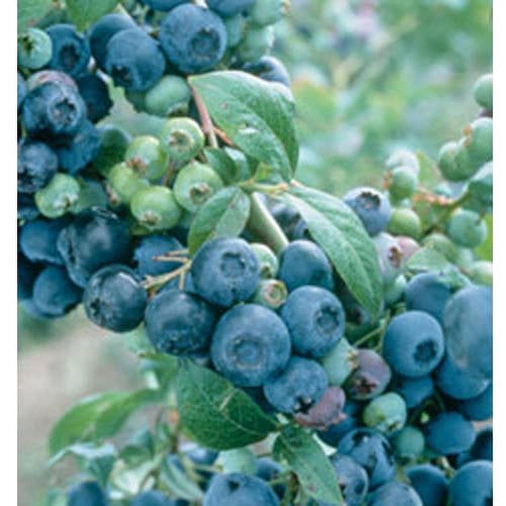 Climax Rabbiteye Blueberry Bush (2.5 Gallon) Fruit-Bearing Deciduous ...