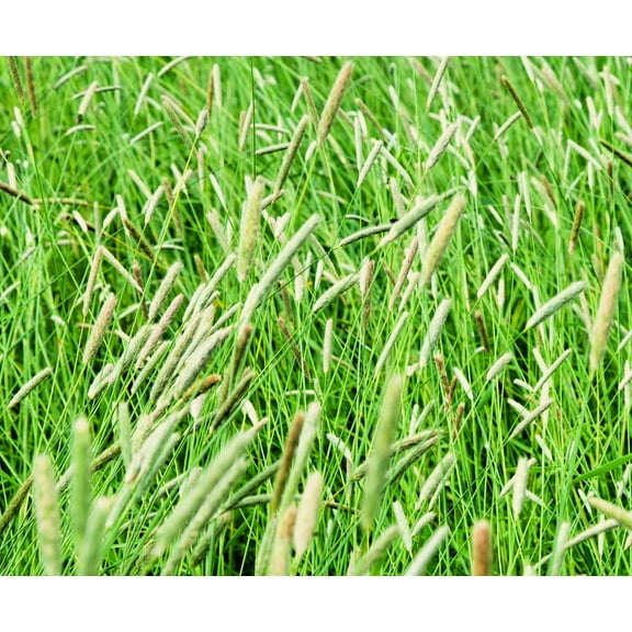 Climax Timothy Grass Seeds for Planting - Cover Crop, Hay Grass, Deer, Wildlife Food Plot Seed (1 Pound)