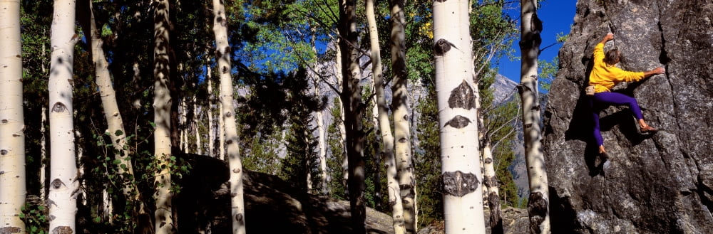 Climber Aspens Grand Teton National Park WY USA Canvas Art - Panoramic Images (36 x 12)