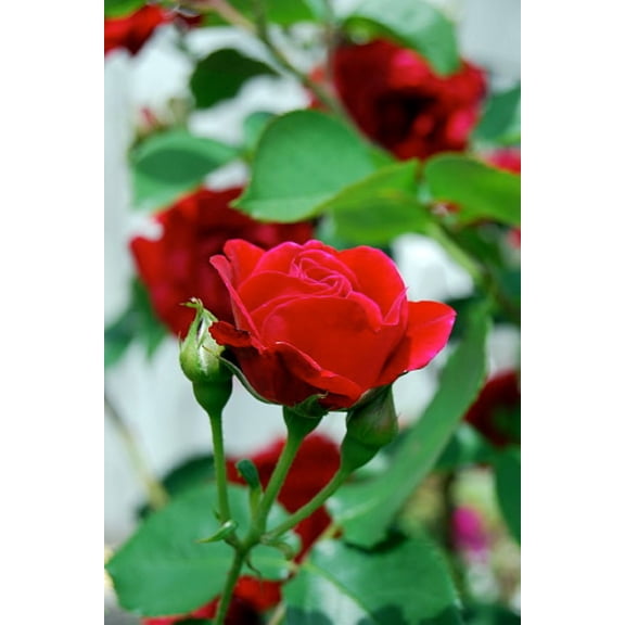 Climbing Blaze Rose - 4" Pot - Scarlet-Red Double Flowers