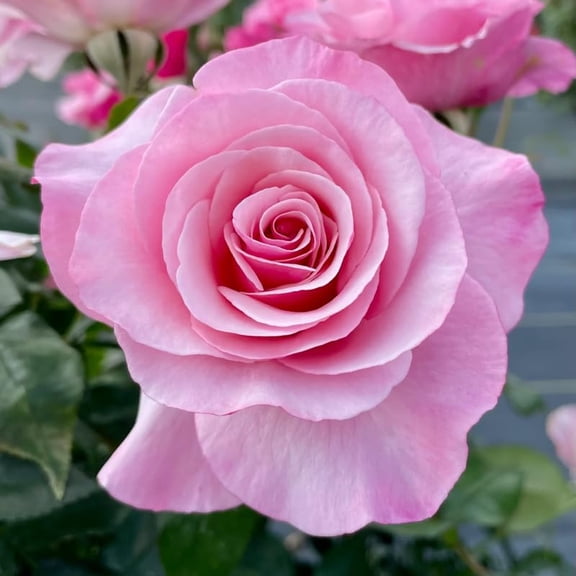 Climbing Bush Roses for Garden, Fragrant and Hardy Rose Plants for Outdoor Planting, No Pot, 5 to 9 Inc Tall Starter Plant Well-rooted, Pink Blooms
