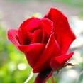 thumbnail image 1 of Climbing Don Juan Rose - Fragrant Deep Red Blooms - 4" Pot, 1 of 4