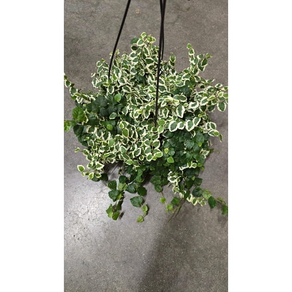 Climbing Fig Variegated in 8 inch pot - outdoor live plant