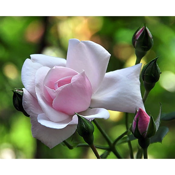 Climbing New Dawn Rose -4" Pot - Most Popular Rose in the World