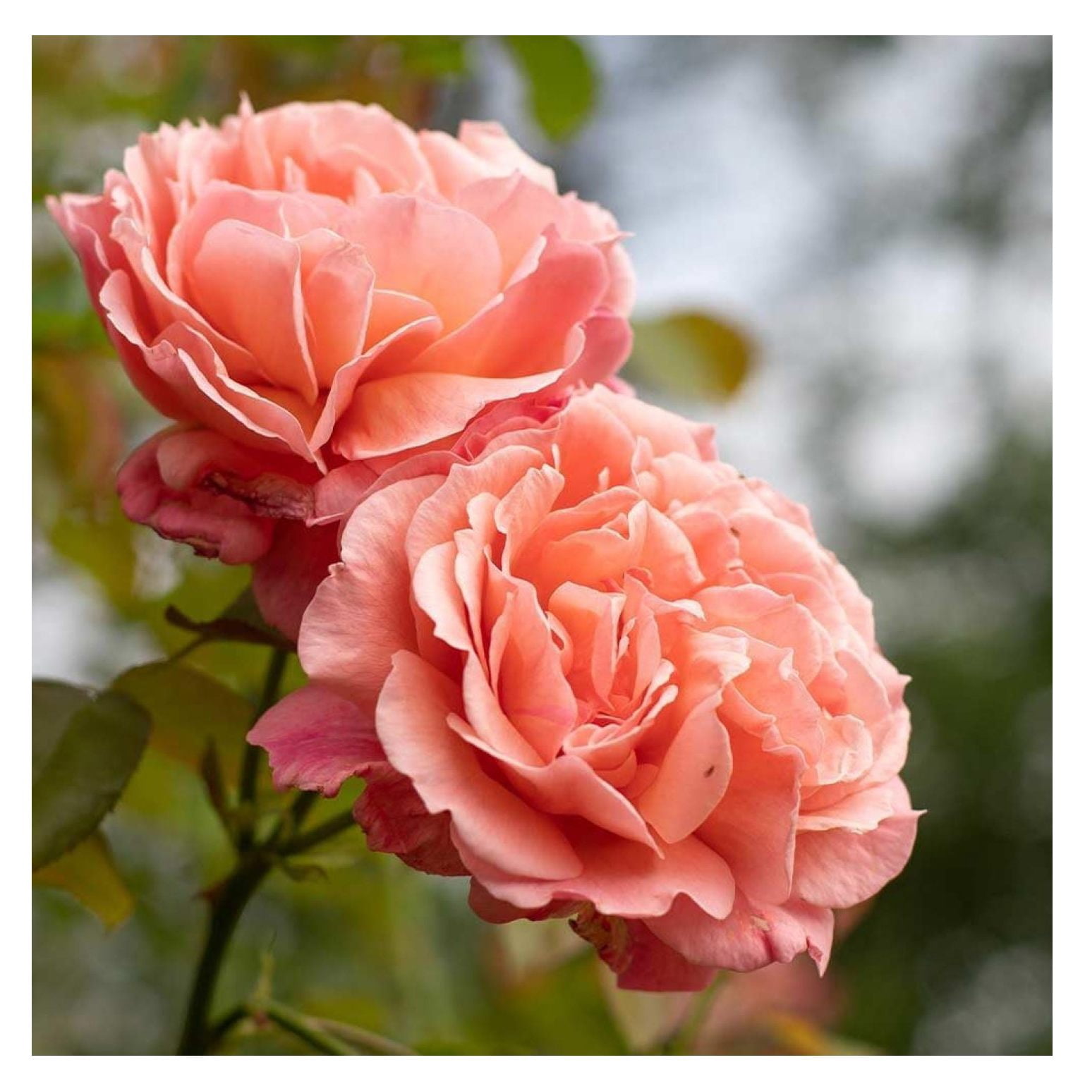 Climbing Rose Bush Reach for The Skies Roses for Planting, One Gallon