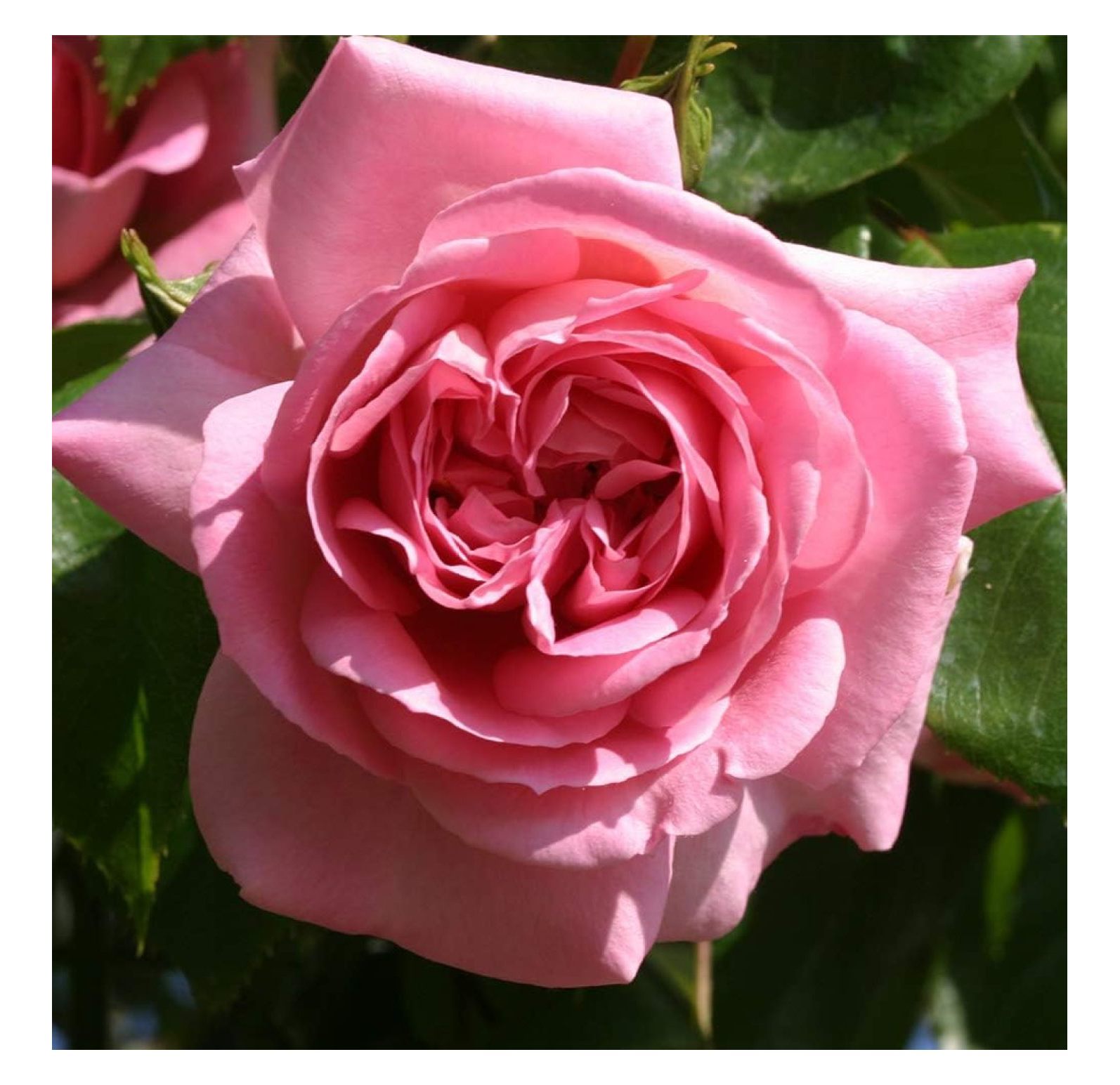 Climbing Rose Viking Queen Rose Bush, Live Garden Roses for Planting