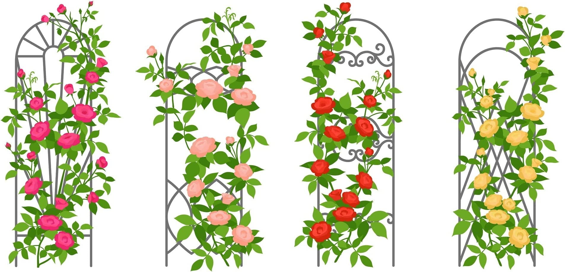 Climbing Rose Vine Seeds 30+ Seeds for Planting