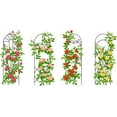thumbnail image 1 of Climbing Rose Vine Seeds - 30+ Seeds for Planting, 1 of 3
