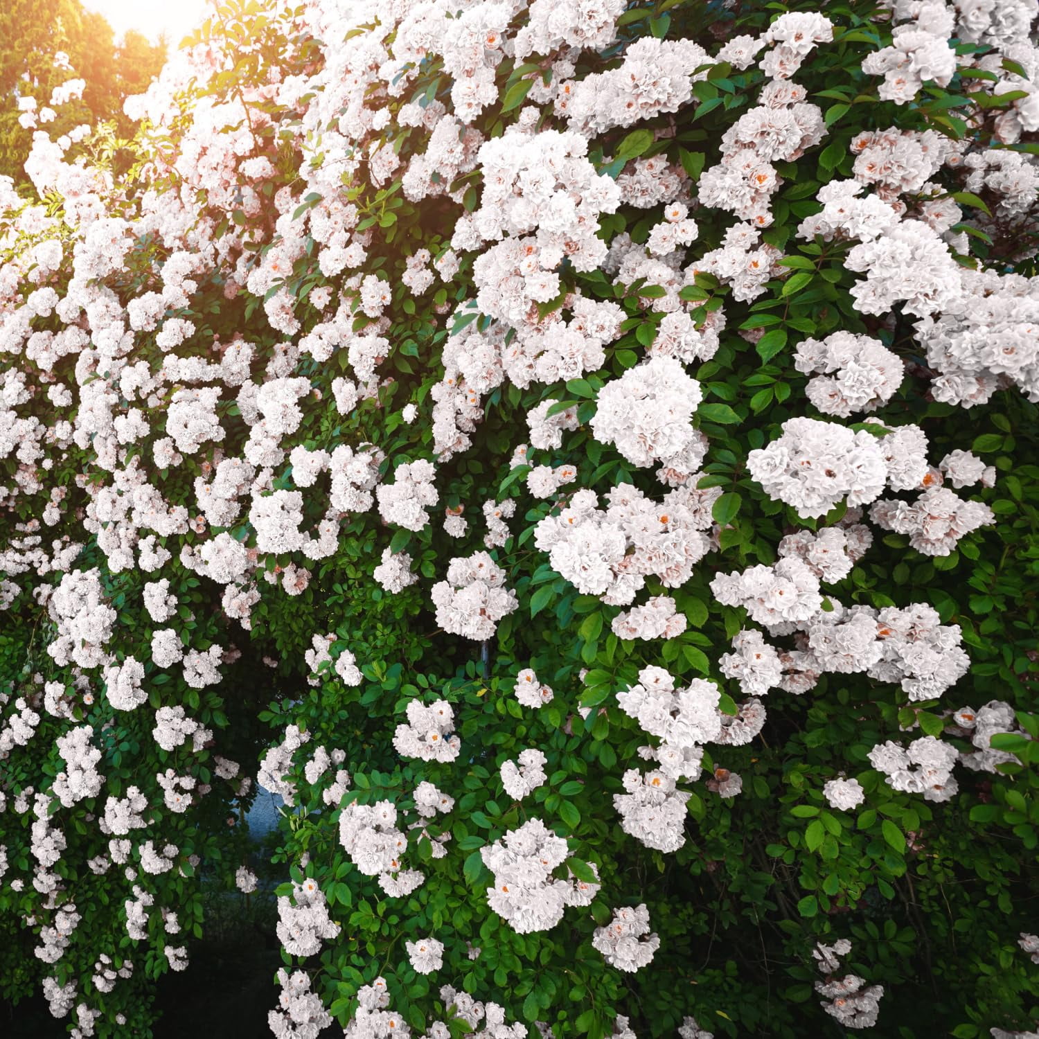 Climbing Roses Live Plants, Fragrant Climber Rose for Garden, 4 to 10 ...