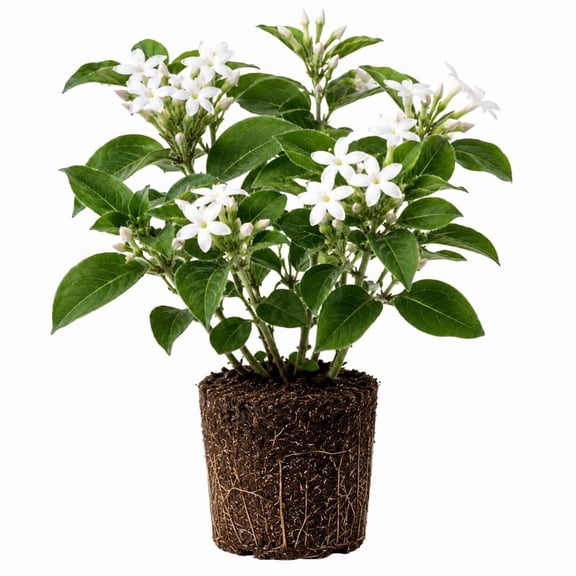 Climbing Star Jasmine Plant Live 4-7 Inches Tall, Fragrant Flowering Vine for Garden, Patio Containers and Indoor Growing