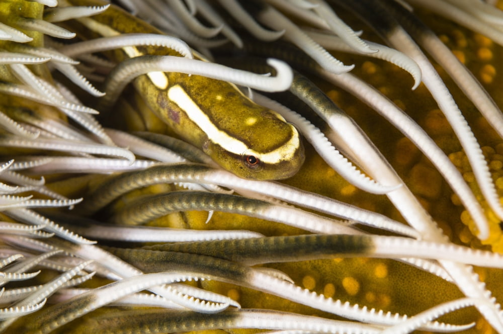 Clingfish on crinoid Australia Canvas Art - Todd WinnerStocktrek Images (18 x 12)