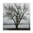 thumbnail image 1 of Clive Branson 'Tree In Fog II' Canvas Art, 1 of 3