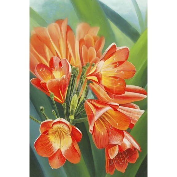 Clivia Print Wall Art by Graeme Stevenson Sold by Art.Com