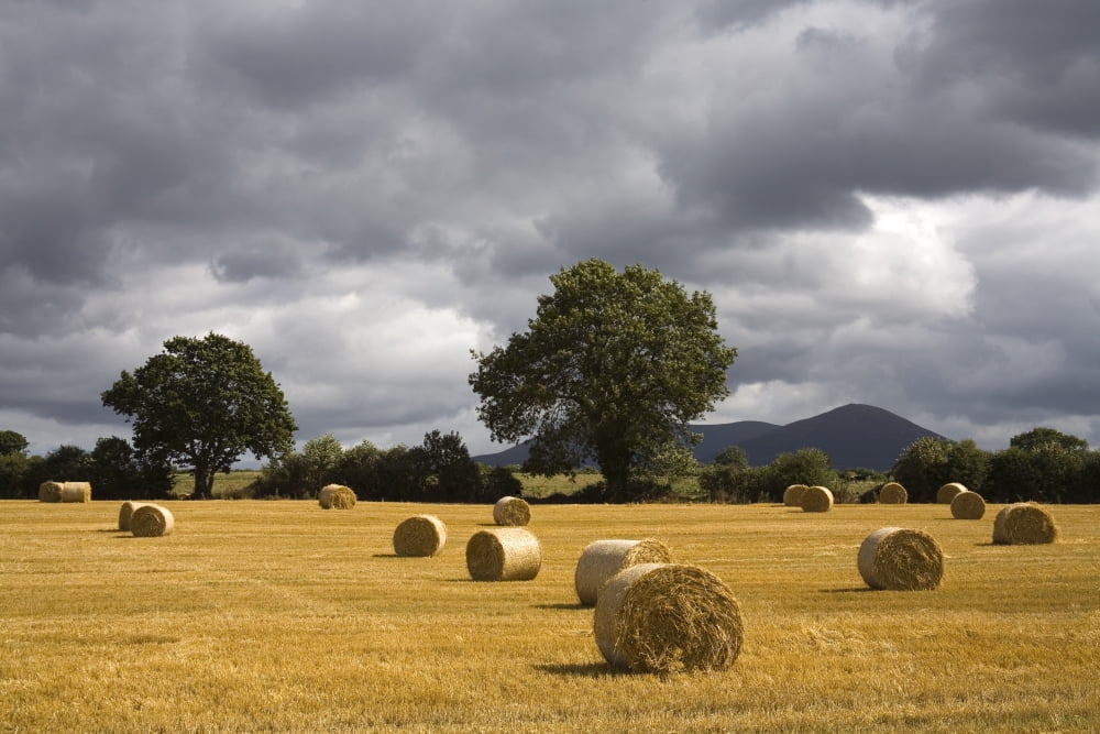 Clogheen County Tipperary Ireland Hay Bales In Field Canvas Art - Richard Cummins Design Pics (17 x 11)