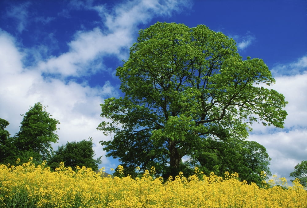 Clonmel County Tipperary Ireland Field Of Rapeseed Canvas Art - Richard Cummins Design Pics (18 x 12)