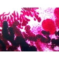 thumbnail image 1 of Clonorchis Sinensis, Human Liver Fluke; Whole-mount by Go Science Crazy, 1 of 1