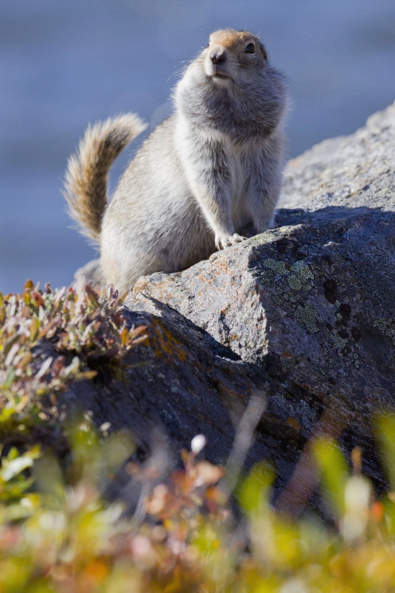 Close Up Of An Adult Arctic Ground Squirrel Sitting On A Rock With Its Tail Pointed Up In Denali National Park And Preserve Interior Alaska Autumn Canvas Art - Doug Lindstrand Design Pics (12 x 19)