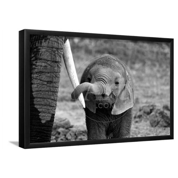 Close, Animals Framed Art Print Wall Art by Bjoern Alicke Sold by Art.Com