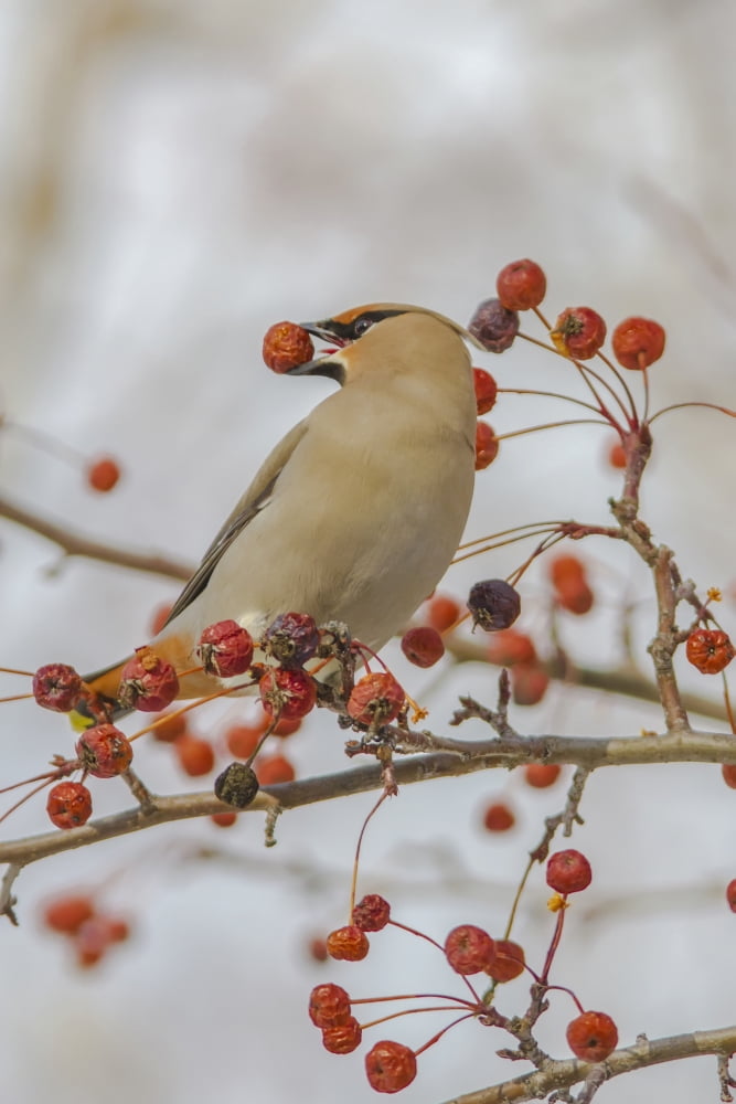 Close Up Of A Bohemian Waxwing With Mountain Ash Berry In Its Mouth In Anchorage Southcentral Alaska Winter Canvas Art - Lynn Wegener Design Pics (12 x 19)