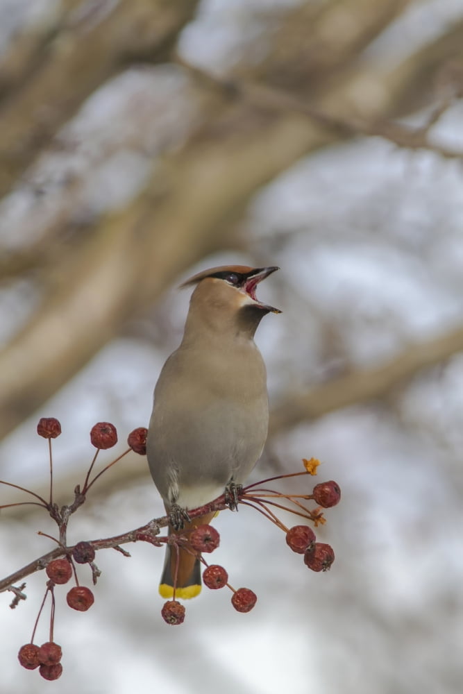 Close Up Of A Bohemian Waxwing With Mouth Open Feeding On Mountain Ash Berries In Anchorage Southcentral Alaska Winter Canvas Art - Lynn Wegener Design Pics (24 x 38)